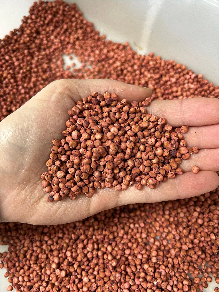 Sorgo em grãos